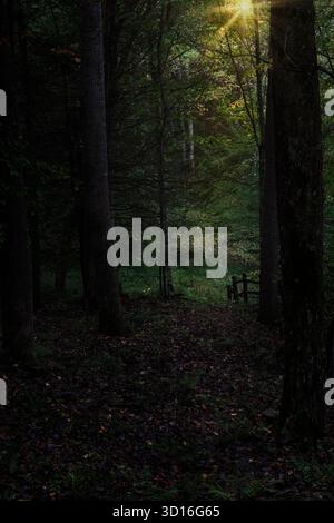 Dark forest, split rail fence, light at end of forest, sun beams creating glow Stockfoto