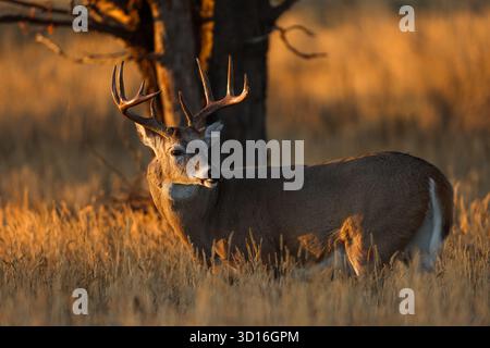 Weißschwanzhirsch im herbstlichen goldenen Licht Stockfoto