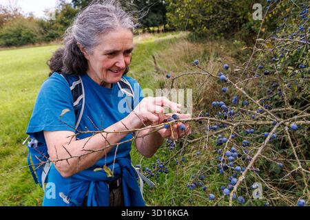 Die Schlehen werden von einer Frau aus dem Schwarzdornbaum, Prunus spinosa, England, Großbritannien, gepflückt Stockfoto