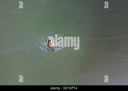 Cricket Fledermaus Spider (Mangora acalypha), eine ungewöhnliche Spinnenart auf Heideflächen in Surrey, England Stockfoto