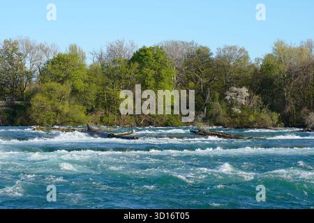 Pulsierende Aussicht auf türkisfarbene Stromschnellen, die an baumgesäumten Ufern unter klarem blauem Himmel an den Niagarafällen in New York vorbeirauschen Stockfoto
