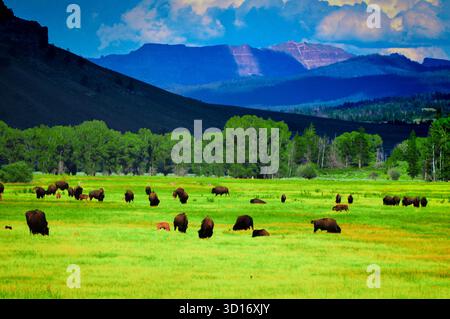 Bisonherde weidet auf der üppigen Wiese unter den bergigen Blue Horizons Stockfoto