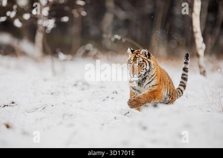 Ein junger sibirischer Tiger (Panthera tigris altaica) spielt in frischem Waldschnee, umgeben von Birken und winterlicher Stille. Stockfoto