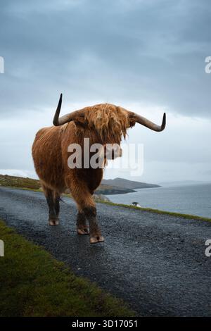 Schottische Highland-Kuh, die an einem regnerischen Tag in den schottischen Highlands auf einer einspurigen Landstraße spazieren, mit stimmungsvollem Himmel und rauer Landschaft. Stockfoto