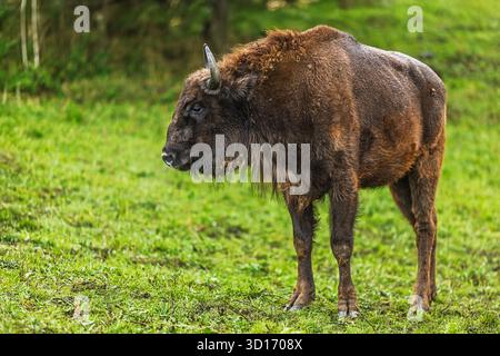 Auf einer grünen Wiese steht ein europäischer Bison (Bison bonasus) im Profil, dessen nasses Fell das Licht nach einem leichten Regen reflektiert. Stockfoto
