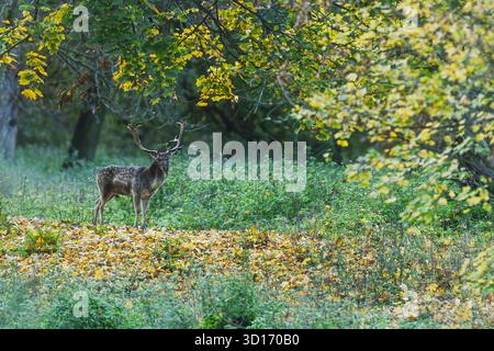 Ein Damhirsch (Dama dama) steht stolz unter gelbem Herbstlaub, umgeben von einer bunten Waldlichtung. Stockfoto