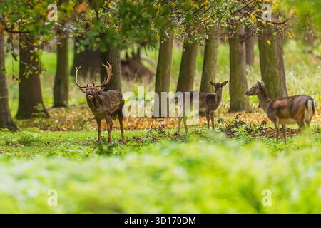 Ein Damhirsch (Dama dama) steht stolz unter zwei Weibchen in einem bunten Herbstwald. Stockfoto