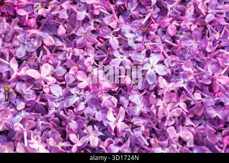 Die florale Textur von syringa. Frühjahrshintergrund der gefallenen Fliederblüten Stockfoto