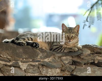Tabby Straßenkatze liegt auf einer Steinmauer bei natürlichem Licht auf Gran Canaria. Die entspannte Haltung und der direkte Blick betonen die Anwesenheit des Tieres. Stockfoto