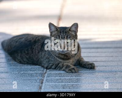 Tabby Straßenkatze liegt im Schatten auf einer gefliesten Oberfläche auf Gran Canaria. Die entspannte Haltung und der direkte Blick spiegeln die ruhige Präsenz wider. Stockfoto