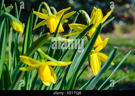 Nahaufnahme einer Gruppe von leuchtenden gelben Narzissen in voller Blüte, umgeben von üppig grünen Blättern und Gras Stockfoto