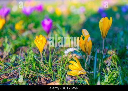 In einem grasbewachsenen Feld blühen leuchtend violette und gelbe Krokusse, die den Frühling markieren Stockfoto