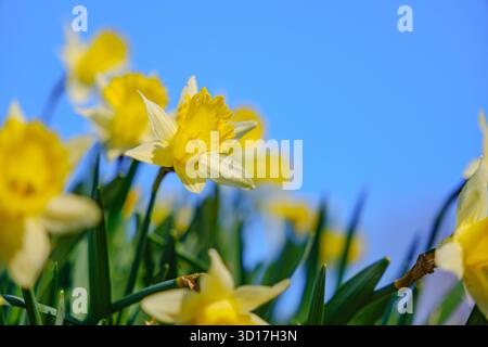 Leuchtend gelbe Narzissen in voller Blüte vor einem klaren blauen Himmel Stockfoto