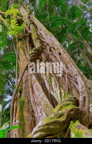 Eine Strangler-Feige (Ficus sp.) Von unten betrachtet, schickten dicke, verworrene Weinstöcke einen Wirtsbaum hinauf in Richtung Licht im Regenwald in Border Ranges, NSW, Australien Stockfoto