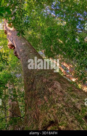 Blick auf den riesigen Stamm eines alten Eucalytus pilularis (Blackbutt) Baumes im Regenwald entlang des Rosewood Loop Trail in Dorrigo, NSW, Australien Stockfoto