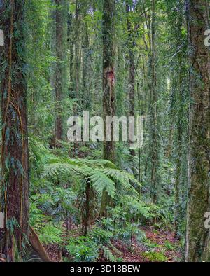 Üppiger Regenwald mit Weinstöcken und Bäumen aus der Höhe des Wonga Walk, Dorrigo National Park, NSW, Australien Stockfoto