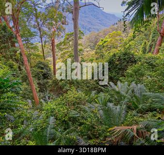 Panoramablick auf üppig grünen Regenwald mit Macrozamia communis (burrawang) bei bewölktem Wetter entlang des Wonga Walks im Dorrigo National Park, NSW, Stockfoto