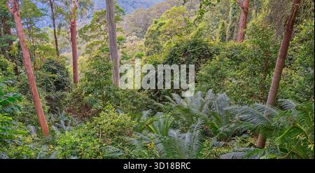 Panoramablick auf üppig grünen Regenwald mit Macrozamia communis (burrawang) bei bewölktem Wetter entlang des Wonga Walks im Dorrigo National Park, NSW, Stockfoto
