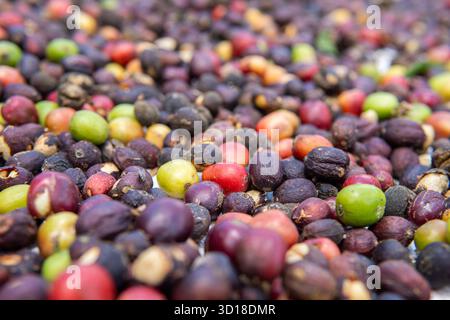 Makroaufnahme von bunten, rohen Kaffeekirschen (grün, rot, lila), die in der Sonne trocknen. Stockfoto