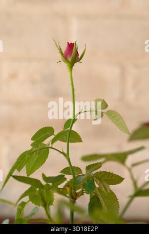 Rote Rose mit Wassertropfen auf einem Hintergrund aus roten Rosenblättern. Stockfoto