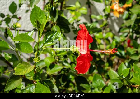 Hibiscus rosa sinensis blüht in Sancti Petri, Cadiz, Spanien Stockfoto