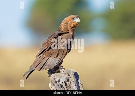 Ein unreifer Bateleur-Adler (Terathopius ecaudatus) auf einem Baumstumpf, Kalahari-Wüste, Südafrika Stockfoto