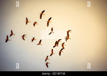 Eine Herde von Enten, die während der goldenen Stunde anmutig über den Himmel fliegen und die Schönheit der Migration und Freiheit in der Natur zeigen. Stockfoto