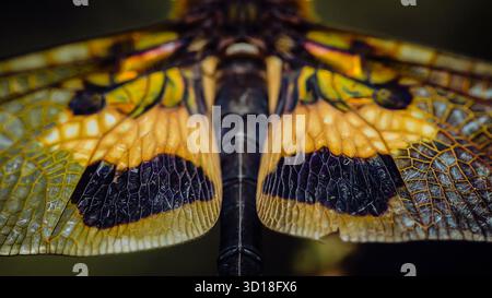 Die Flügel der Libelle fangen leuchtende gelbe und schwarze Farben mit zarten Hingabe ein und zeigen die detaillierte Struktur des natürlichen Designs des Insekts in Stockfoto