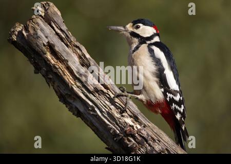 Eine Nahaufnahme eines männlichen Großspechtes, Dendrocopos Major, während er auf einem alten Baumzweig sitzt. Der natürliche Hintergrund bietet Platz für den Kopiertext Stockfoto