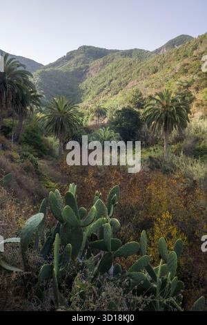 In La Gomera, Spanien, bietet ein wunderschönes Tal hohe Palmen inmitten üppiger Berge und Kakteen, die Ruhe schaffen Stockfoto