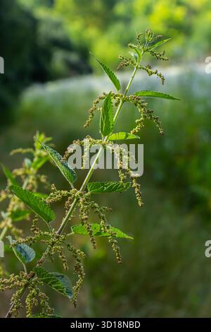 Urtica dioica oder Brennnessel im Garten. Stachelnessel, eine Heilpflanze, die als blutende, diuretische, antipyretische, Wundheilung verwendet wird, Stockfoto