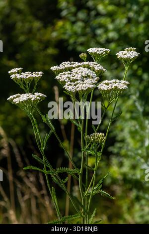 Gemeinsame Schafgarbe achillea millefolium mit Fliege Tachina fera. Stockfoto