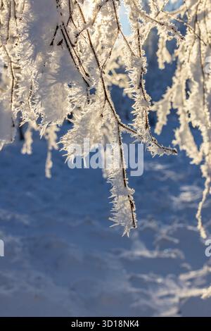 Frostige Äste an einem kalten Wintertag im Wald Stockfoto