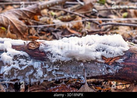 Nahaufnahme bei Haareis auf totem Holz im Wald Stockfoto