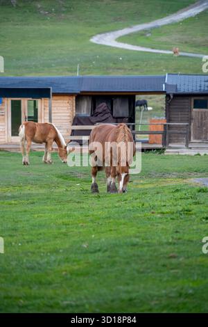 Zwei braune und weiße Pferde grasen auf grünem Gras auf einem Feld vor Holzhütten auf einem Berg Stockfoto
