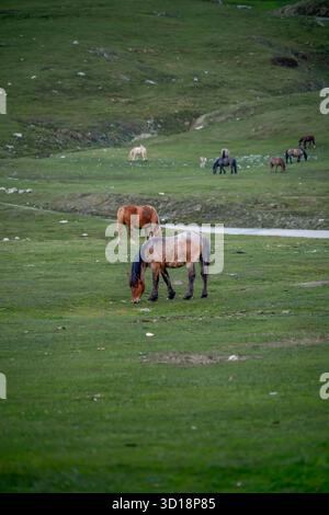 Eine Herde wilder Pferde, darunter ein schmutziges braunes und weißes Pferd im Vordergrund, weidet auf den riesigen grünen Hängen eines Bergtals, einer Hochweide Stockfoto