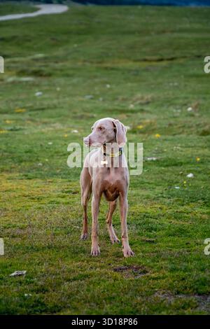 Ein wunderschöner, wacher Weimaraner, der stolz auf einem breiten, grünen, grasbewachsenen Feld steht und im Hintergrund einen Naturpfad sichtbar macht Stockfoto