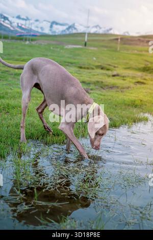 Ein Weimaraner (Jagdhund) betritt eine Pfütze, um Wasser auf einem grünen Feld in den Bergen mit schneebedeckten Gipfeln in der Ferne zu trinken Stockfoto