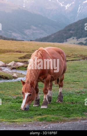 Ein robustes braunes Pferd mit weißem Feuer, das auf grünem Gras in der Nähe eines Bergbaches weidet, mit schneebedeckten Gipfeln im Hintergrund Stockfoto