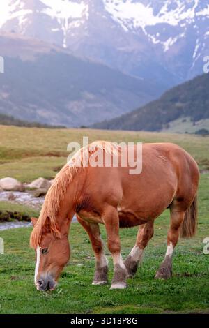Ein kräftiges braunes Pferd weidet auf einer grünen Bergwiese mit einer weißen Flamme, einem kleinen Bach und dramatischen schneebedeckten Gipfeln im Hintergrund Stockfoto