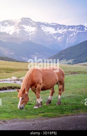 Ein robustes braunes Pferd mit einer weißen Flamme weidet auf einem grünen Feld in einem spektakulären Bergtal mit schneebedeckten Gipfeln Stockfoto