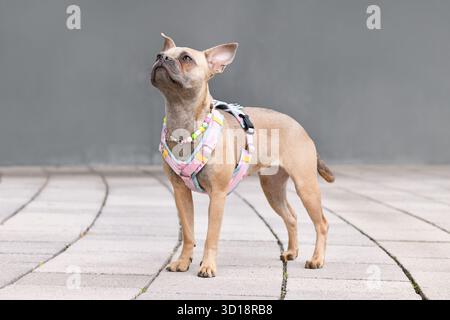Seitenansicht der blauen Kitzhunde mit langer gesunder Nase und Schwanz, die ein Y-förmiges Hundegeschirr und Halskette vor der grauen Wand trägt Stockfoto