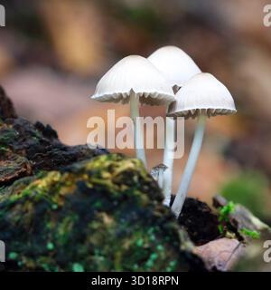 Drei sehr kleine Pilze, Myzena im Herbst Stockfoto