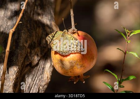 Ein Schmetterling auf einem Reifen Granatapfel mit leuchtenden Farben und komplexen Flügelmustern gegen die Textur der Frucht. Stockfoto