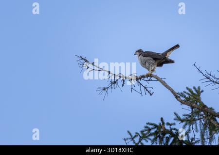 Nördlicher Goshawk (Accipiter gentilis) in natürlicher Umgebung Stockfoto
