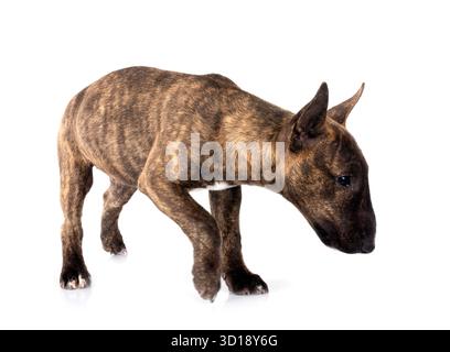 Miniatur Bull Terrier vor weißem Hintergrund Stockfoto