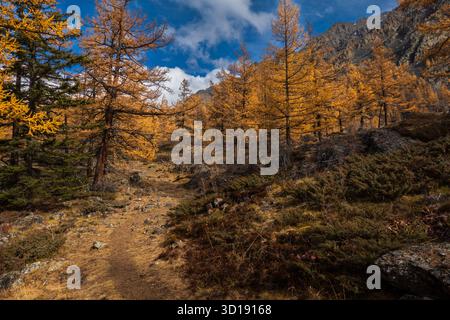 Der herbstliche Waldweg schlängelt sich durch goldene Bäume in felsiger Berglandschaft unter blauem Himmel. Stockfoto