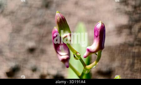 Nahaufnahme-Makro „Moment vor der Blüte“ mit drei Orchideenblütenknospen. Die Komposition hebt die Textur und den Farbübergang von grün zu violett hervor Stockfoto