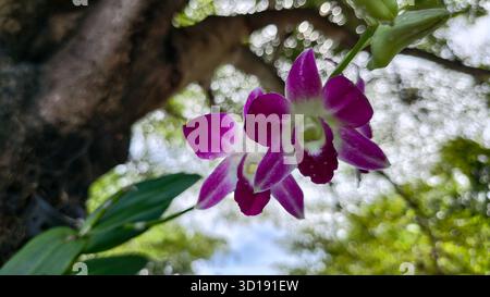 Eine Gruppe von zwei leuchtenden lila und weißen Orchideenblüten, die von unten aus am Stamm hängen. Blüten, die wahrscheinlich Dendrobium Hybrid sind, verfügen über ein reichhaltiges Magenta-pu-material Stockfoto