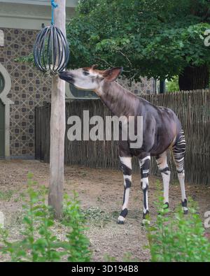 Der Okapi ist bekannt als Okapia johnstoni. Diese Antilope ist mit der Giraffe verwandt und lebt in den Wäldern Afrikas Stockfoto